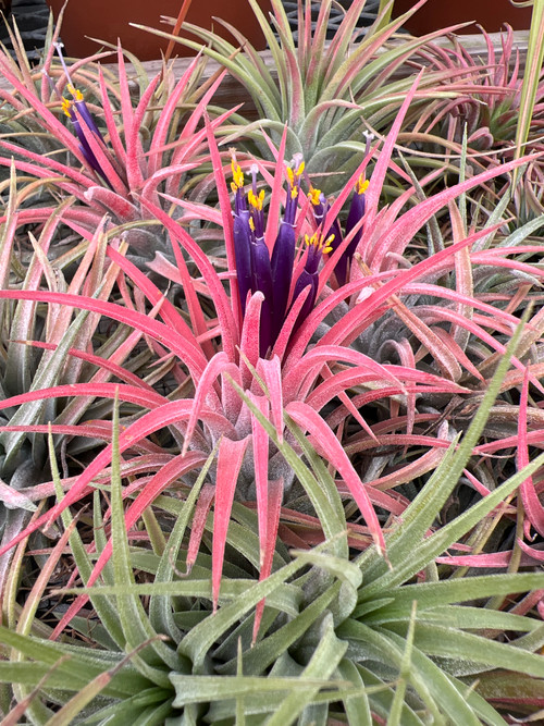 Tillandsia maxima