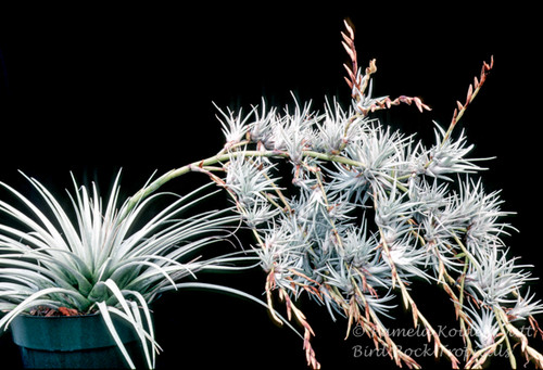 mima var. mima Tillandsia え*ち様 White chiletensis var. mima Tillandsia Var ブロメリア・エアープランツ