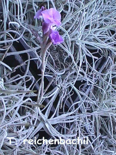 Tillandsia reichenbachii - Bird Rock Tropicals