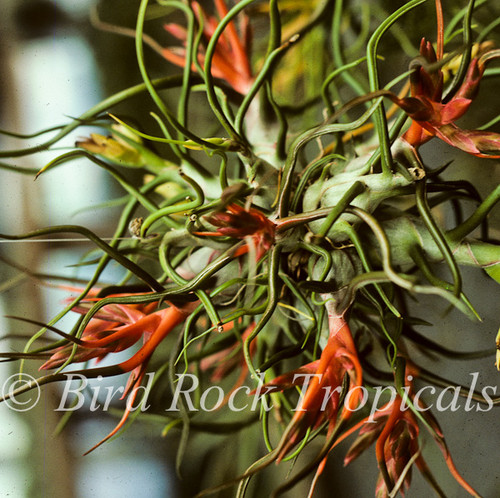 Tillandsia bulbosa - Bird Rock Tropicals