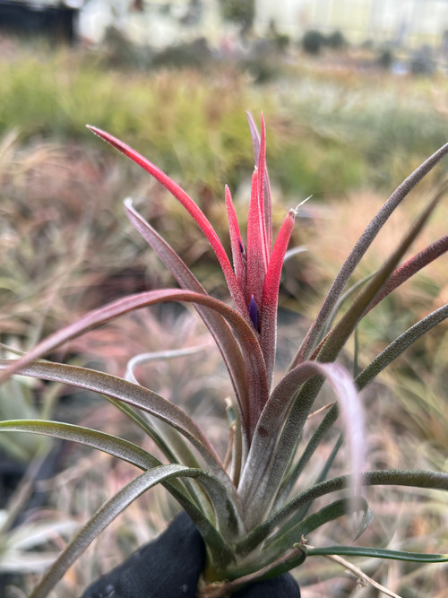 Tillandsia Domingensis (capitata from Dominican Republic