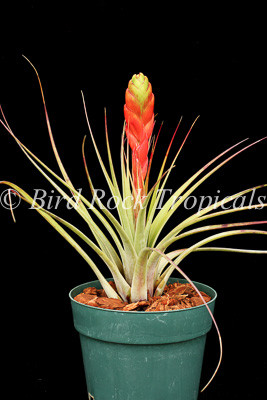 T204__60621.1709575681.500.750