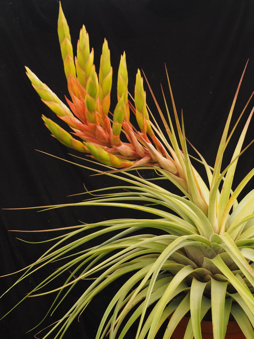 Tillandsia fasciculata aff. Petalan