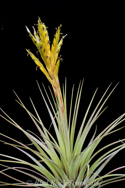 Tillandsia fasciculata v. densispica forma alba - Bird Rock Tropicals