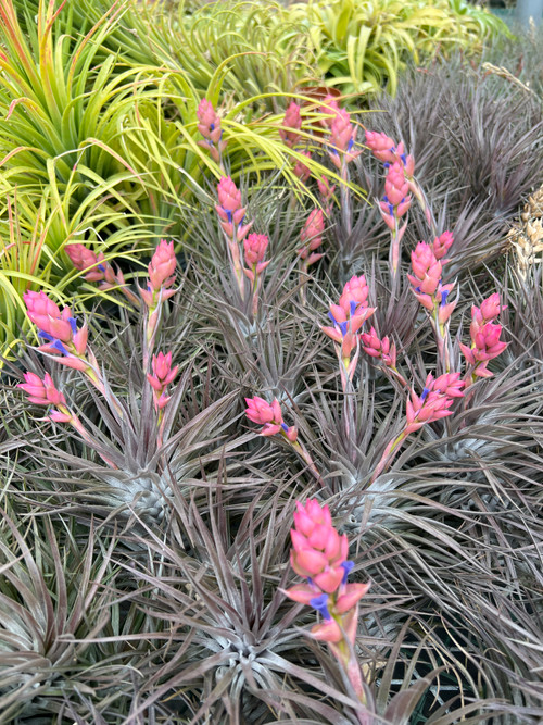 ヒルタ Tillandsia ✨Original Hybrid✨ • Tillandsia barfussii 'Large Clone' x
