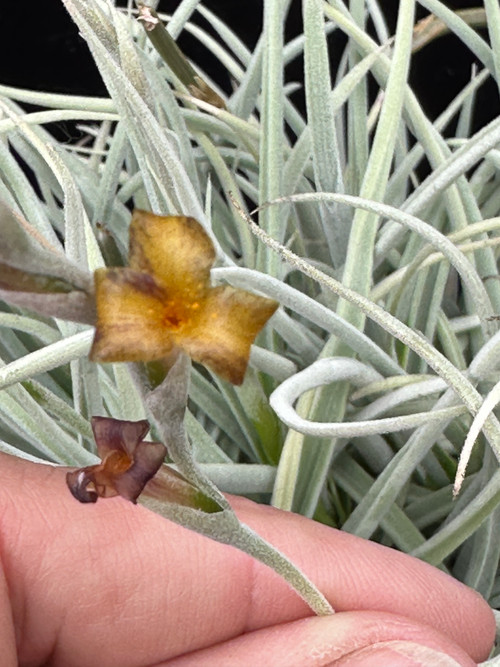 Tillandsia caliginosa - Bird Rock Tropicals