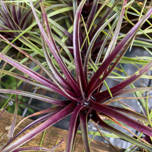 Tillandsia extensa - Bird Rock Tropicals