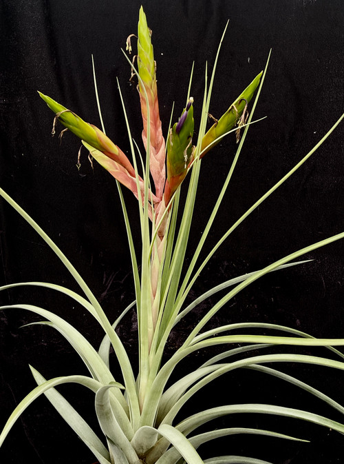 Tillandsia fasciculata v. fasciculata - Bird Rock Tropicals