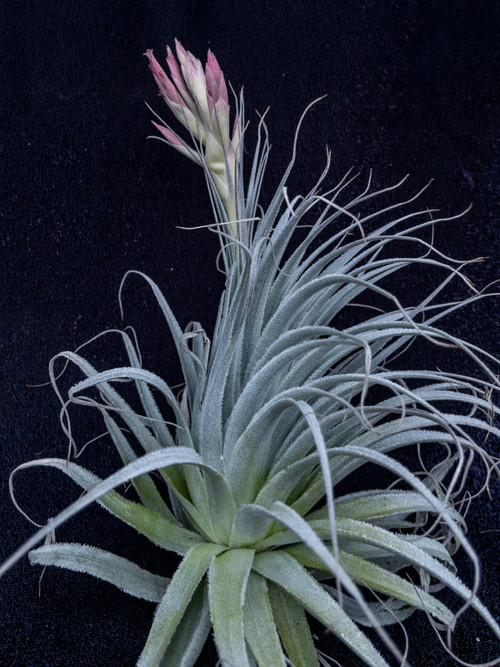 ラスト Tillandsia gardneri var. rupicola ティランジア ガルドネリー 