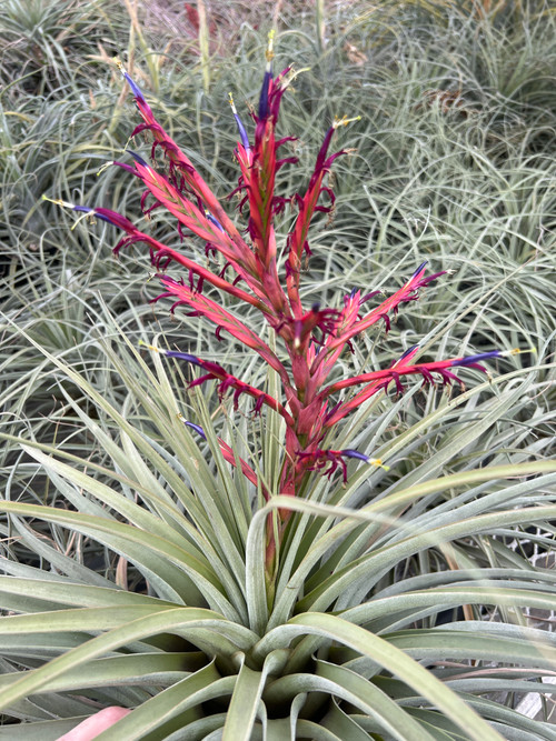 Tillandsia flagellata (syn. T. lehmanii) - Bird Rock Tropicals
