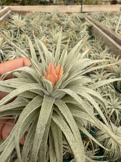 Tillandsia mauryana チランジア モーリアナ 【公式通販】
