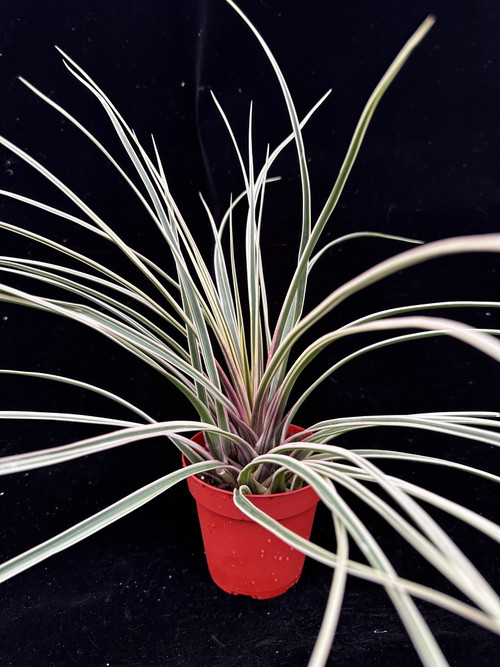 Tillandsia cyanea 'White' T'S TROPICALS Tillandsia cyanea 'White