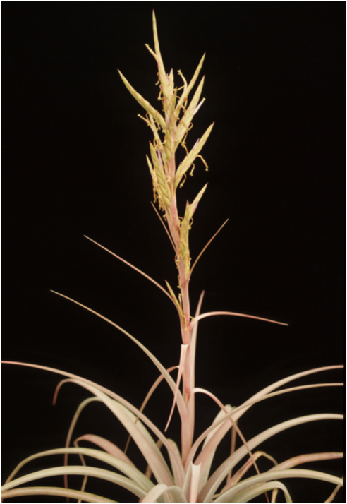Tillandsia mazatlanensis - Bird Rock Tropicals
