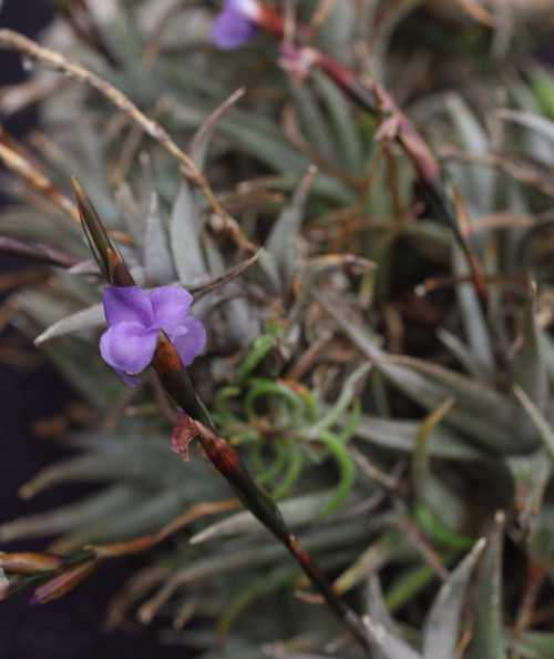 Tillandsia peiranoi