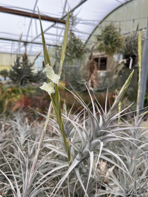 Tillandsia prolata - Bird Rock Tropicals