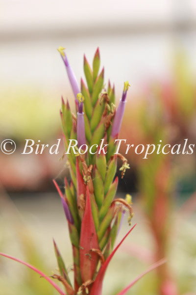Tillandsia belloensis - Bird Rock Tropicals