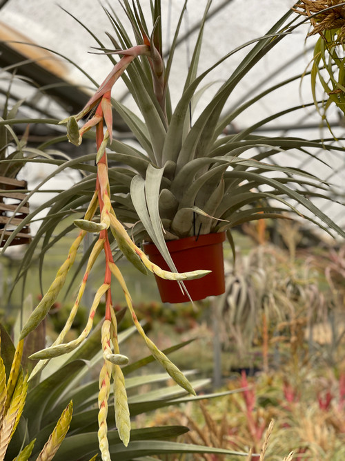 Tillandsia Mayan Gold (T. gayi x leucolepis) - Bird Rock Tropicals