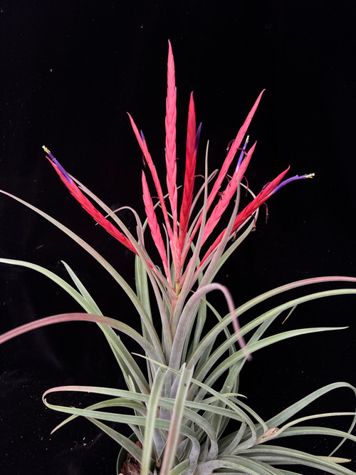 Tillandsia Queen's Charm. (ehlersiana x caput-medusae