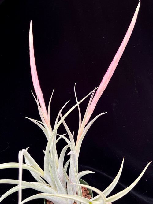 IMG_2276__08333.1708728855.500