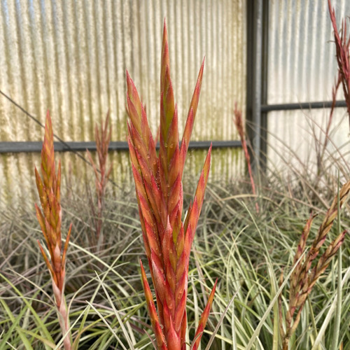Tillandsia fasc. v. densispica (Fl.) x schusteri - Bird Rock Tropicals