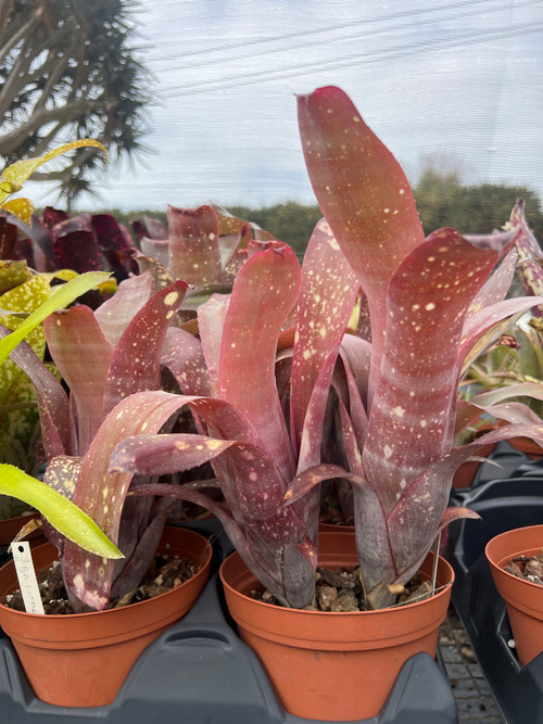 観葉植物 Billbergia Calcite