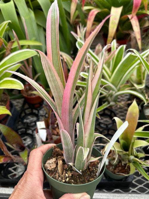 BSantaBarabara_IMG_4385__82623