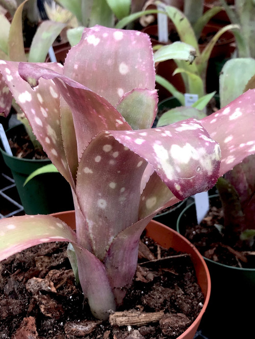 Billbergia Tequila Sunset - Bird Rock Tropicals