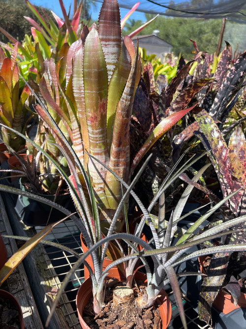 Aechmea phanerophlebia (Dark Clone) - Bird Rock Tropicals