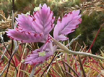Tillandsia cacticola - Bird Rock Tropicals