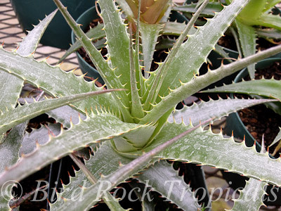 Deuterochonia longipetala - Bird Rock Tropicals