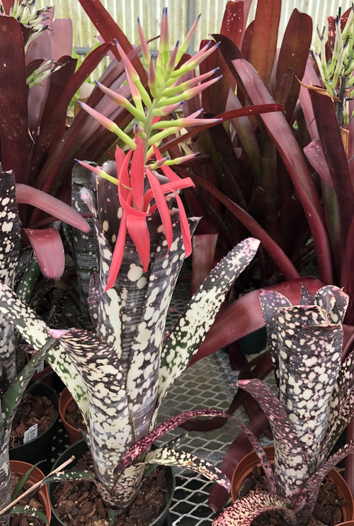 Billbergia Solsa ① 49955843568_c07132a61f_k_1200x