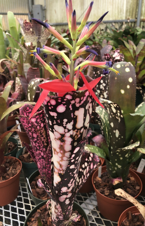 Billbergia Moulin Rouge - Bird Rock Tropicals
