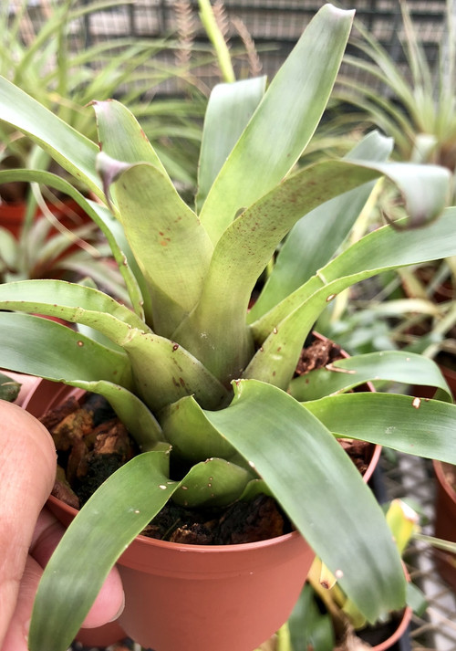 Vriesea delicatula - Bird Rock Tropicals