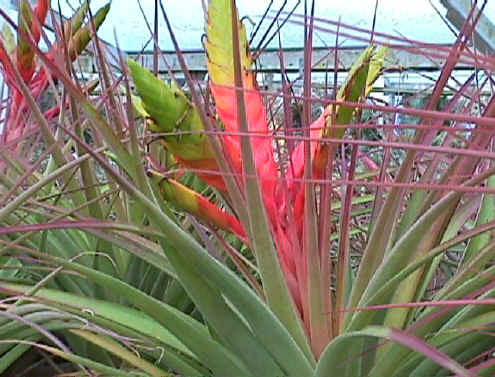 Tillandsia fasciculata 'Chacalapa' - Bird Rock Tropicals
