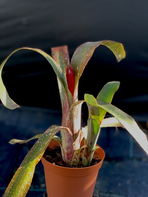 Billbergia Grand Pink 子株付き Billbergia Grand Pink 子株付き