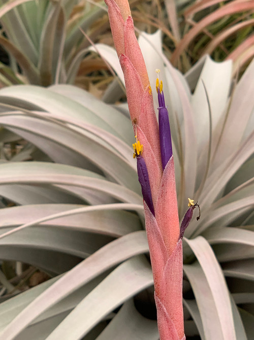 ヒルタ Tillandsia Tillandsia fasciculata x xerographica - Bird Rock Tropicals
