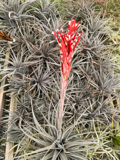 Tillandsia vernicosa - Giant Clone - Bird Rock Tropicals