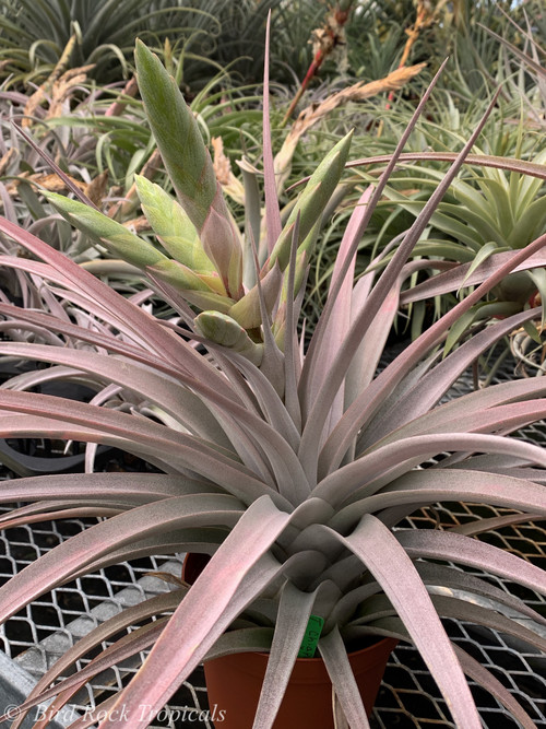 Tillandsia chiapensis x concolor - Bird Rock Tropicals