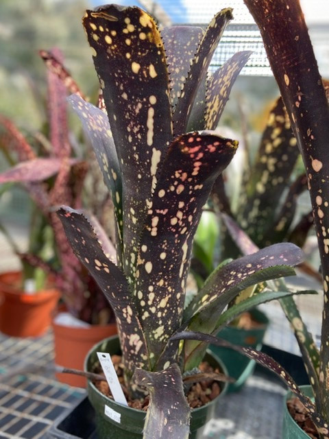 Billbergia Ole - Bird Rock Tropicals