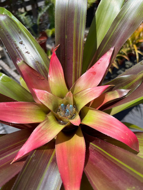 ブロメリア・エアープランツ Billbergia  Flake Billbergia Snow Flake