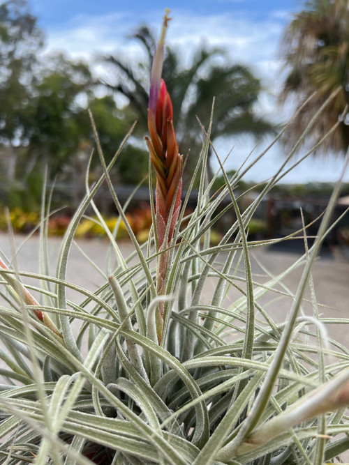 image__29207.1722538080.500.