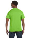 LIME-BACK LIME-BACK