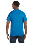 SAPPHIRE-BACK SAPPHIRE-BACK