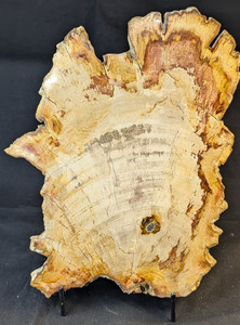 Petrified Wood Large Decorative Crystal Slice ≥9.0" & over 27.0 oz (Item #17) Petrified Wood Large Decorative Crystal Slice ≥9.0" & over 27.0 oz (Item #17)