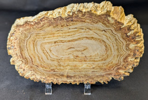Petrified Wood Large Decorative Crystal Slice ≥6.0" & over 17 oz (Item # 4) Petrified Wood Large Decorative Crystal Slice ≥6.0" & over 17 oz (Item # 4)