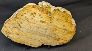 Petrified Wood Large Decorative Crystal Slice ≥8.0" & over 19.0 oz (Item #11)