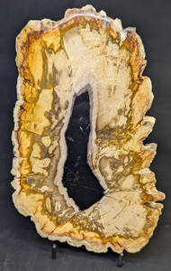 Petrified Wood Large Decorative Crystal Slice ≥8.0" & over 26.0 oz (Item #18) Petrified Wood Large Decorative Crystal Slice ≥8.0" & over 26.0 oz (Item #18)