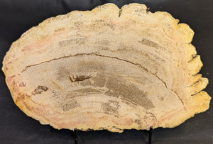 Petrified Wood Large Decorative Crystal Slice ≥8.0" & over 22 oz (Item #19) Petrified Wood Large Decorative Crystal Slice ≥8.0" & over 22 oz (Item #19)