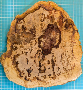 Petrified Wood Large Decorative Crystal Slice ≥7.0 " & over 20 oz (Item #12) Petrified Wood Large Decorative Crystal Slice ≥7.0 " & over 20 oz (Item #12)