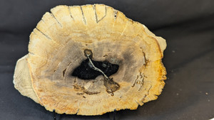Petrified Wood Large Decorative Crystal Slice ≥8.0" & over 32.0 oz (Item #10) Petrified Wood Large Decorative Crystal Slice ≥8.0" & over 32.0 oz (Item #10)